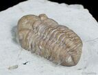 Kainops Raymondi Trilobite - Oklahoma #3129-4